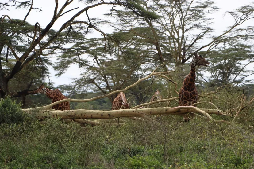 Kenyaluxurysafari.co.uk - Giraffes at Lake Nakuru