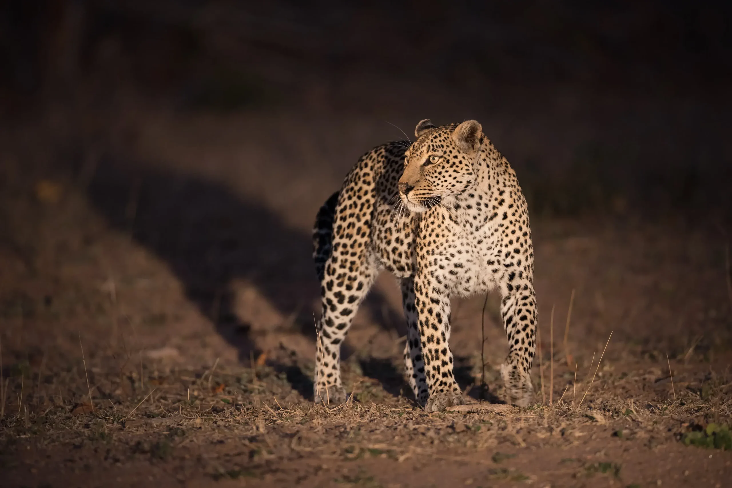 Masai Mara Leopard - KenyaLuxurySafari.co.uk