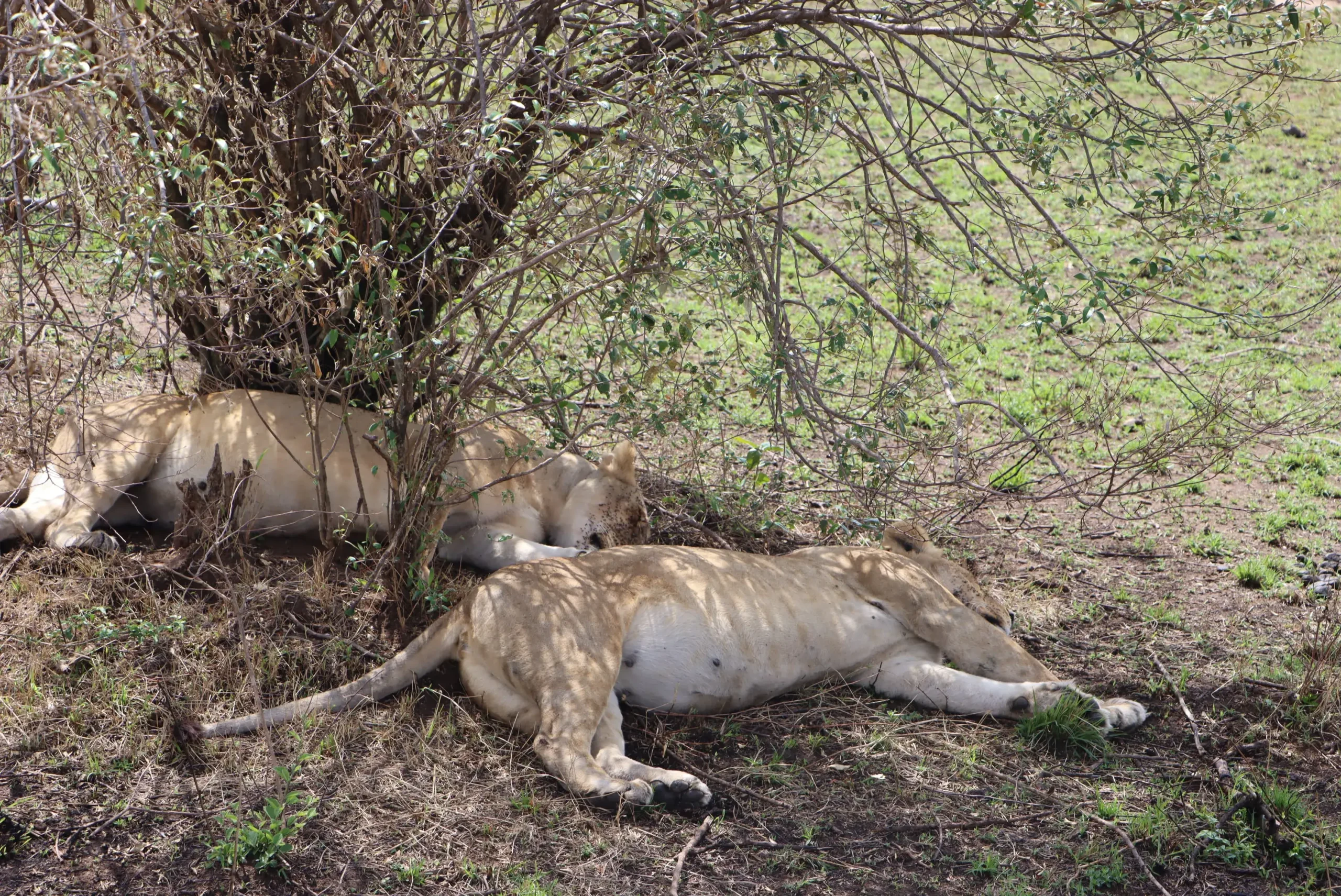 KenyaLuxurySafari.co.uk - AjKenyaSafaris.com Land Cruiser