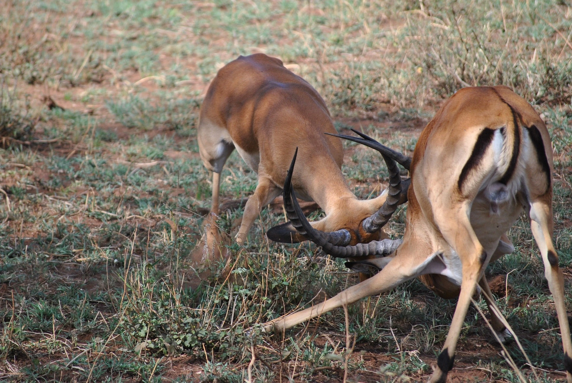 Best African Safaris - Impala in Serengeti National Park, Tanzania.