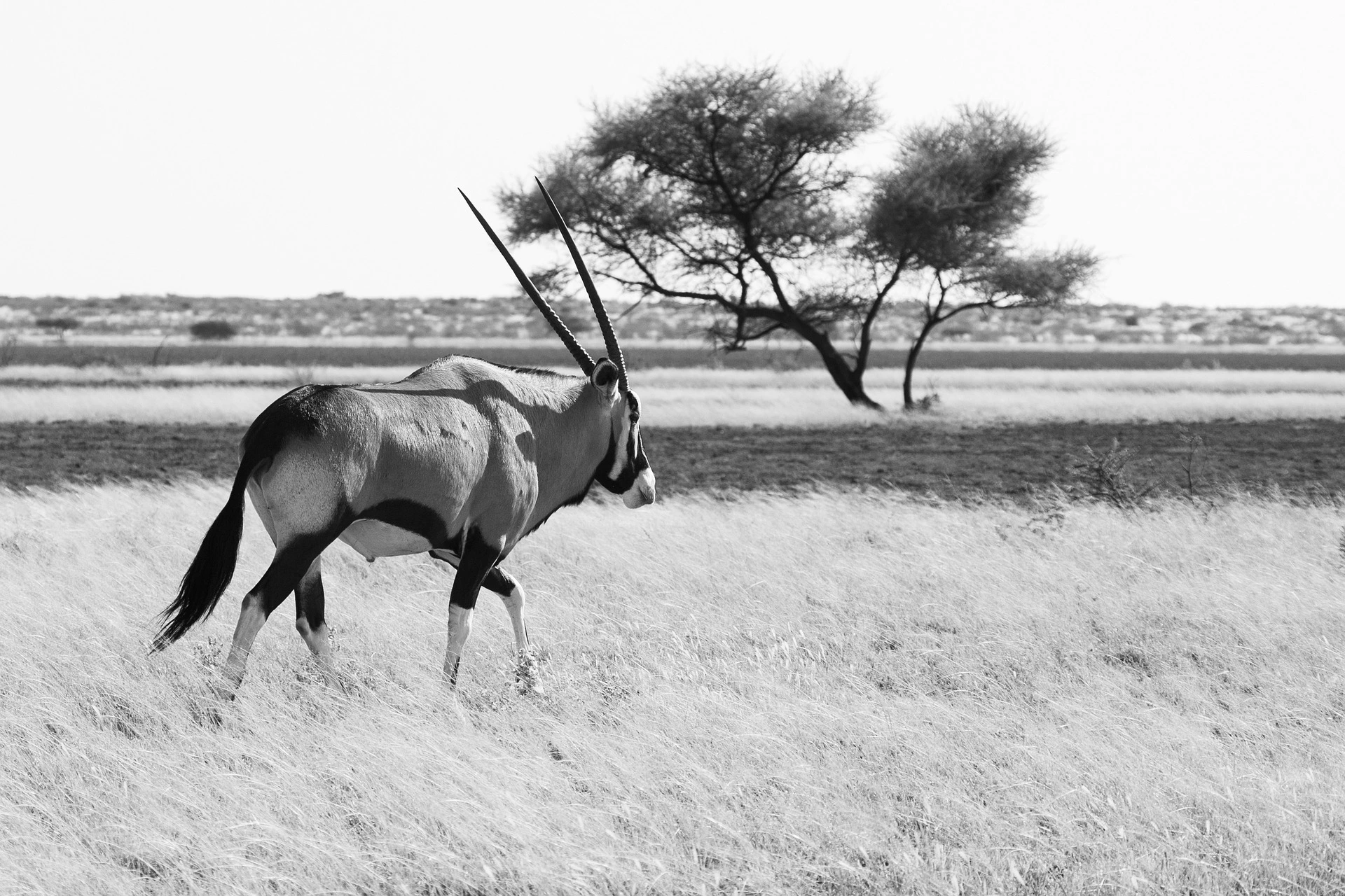 Gemsbuck Oryx in Central Kalahari National Park, Botswana