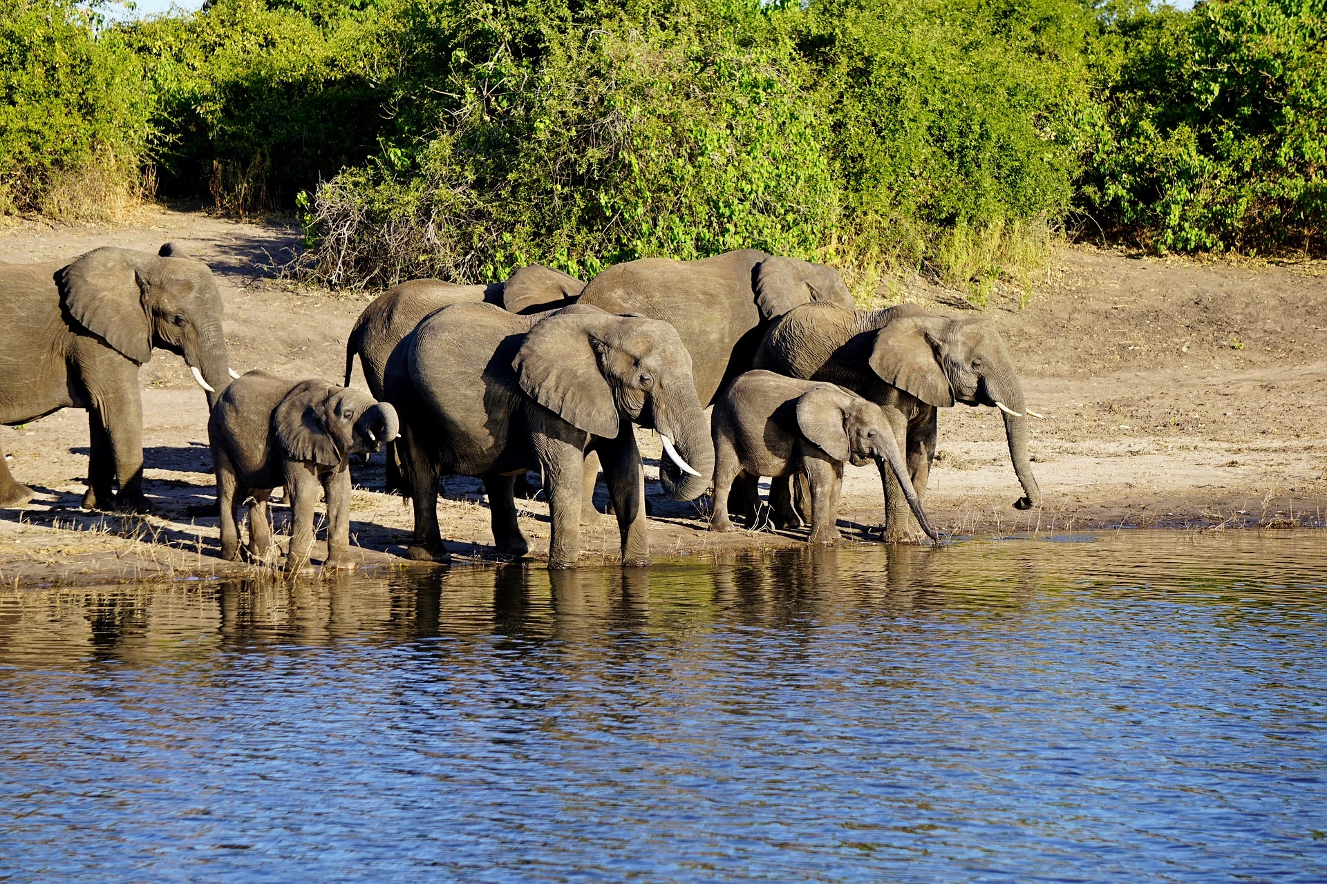 Chobe National Park in Botswana. Best African Safari holidays
