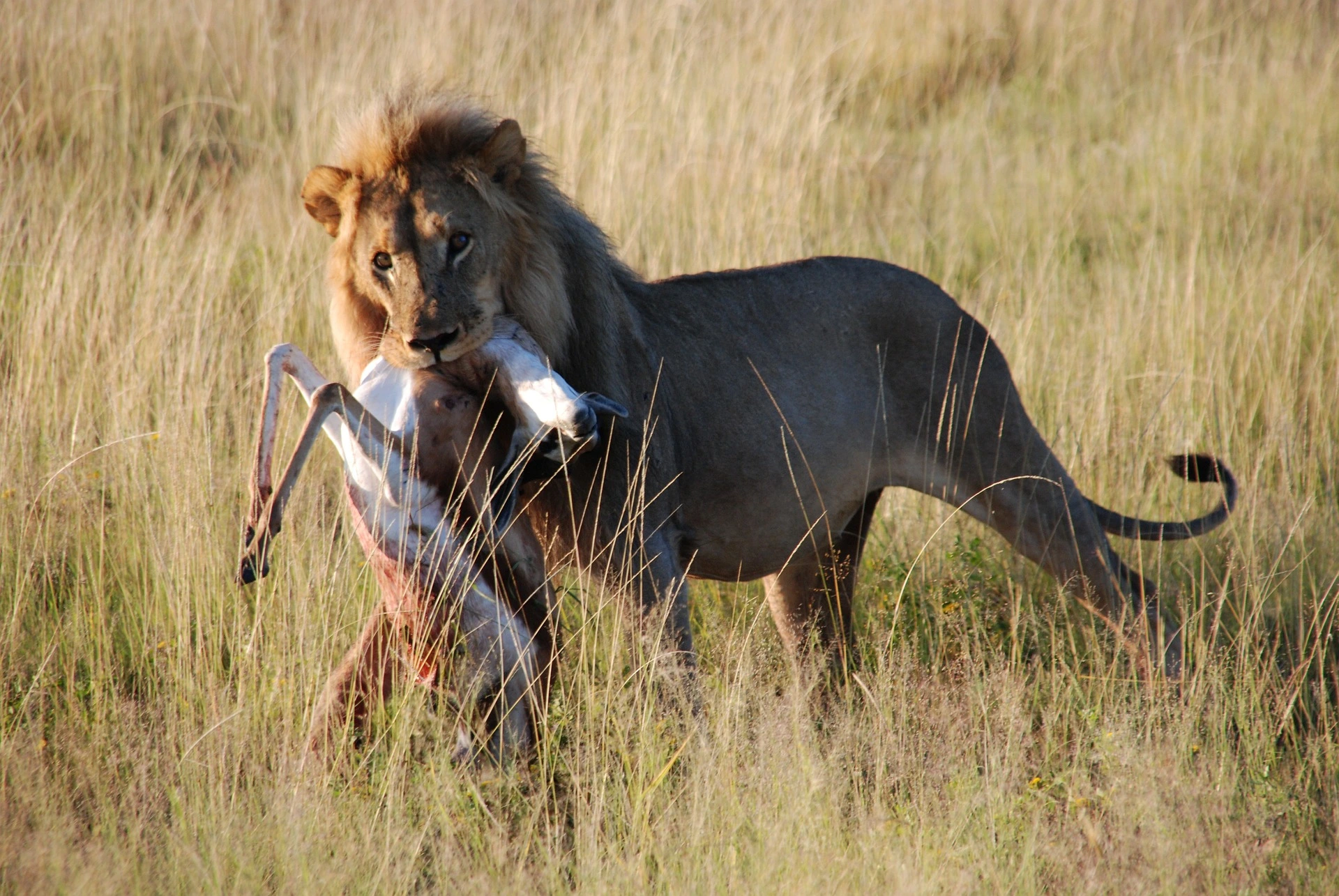 Best safari in the world - Etosha National park