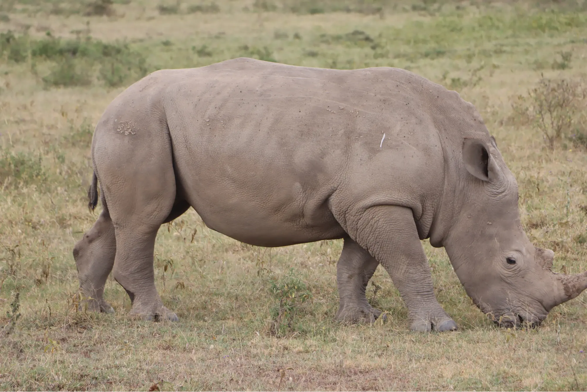 Southern White rhino in Masai Mara