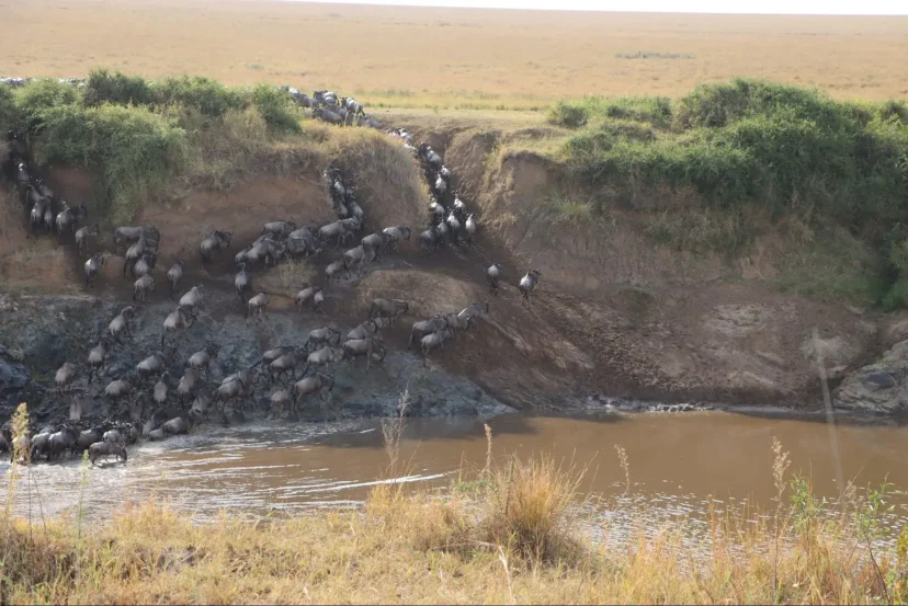 Aj Kenya Safaris Photo - Wildebeest Crossing Mara River