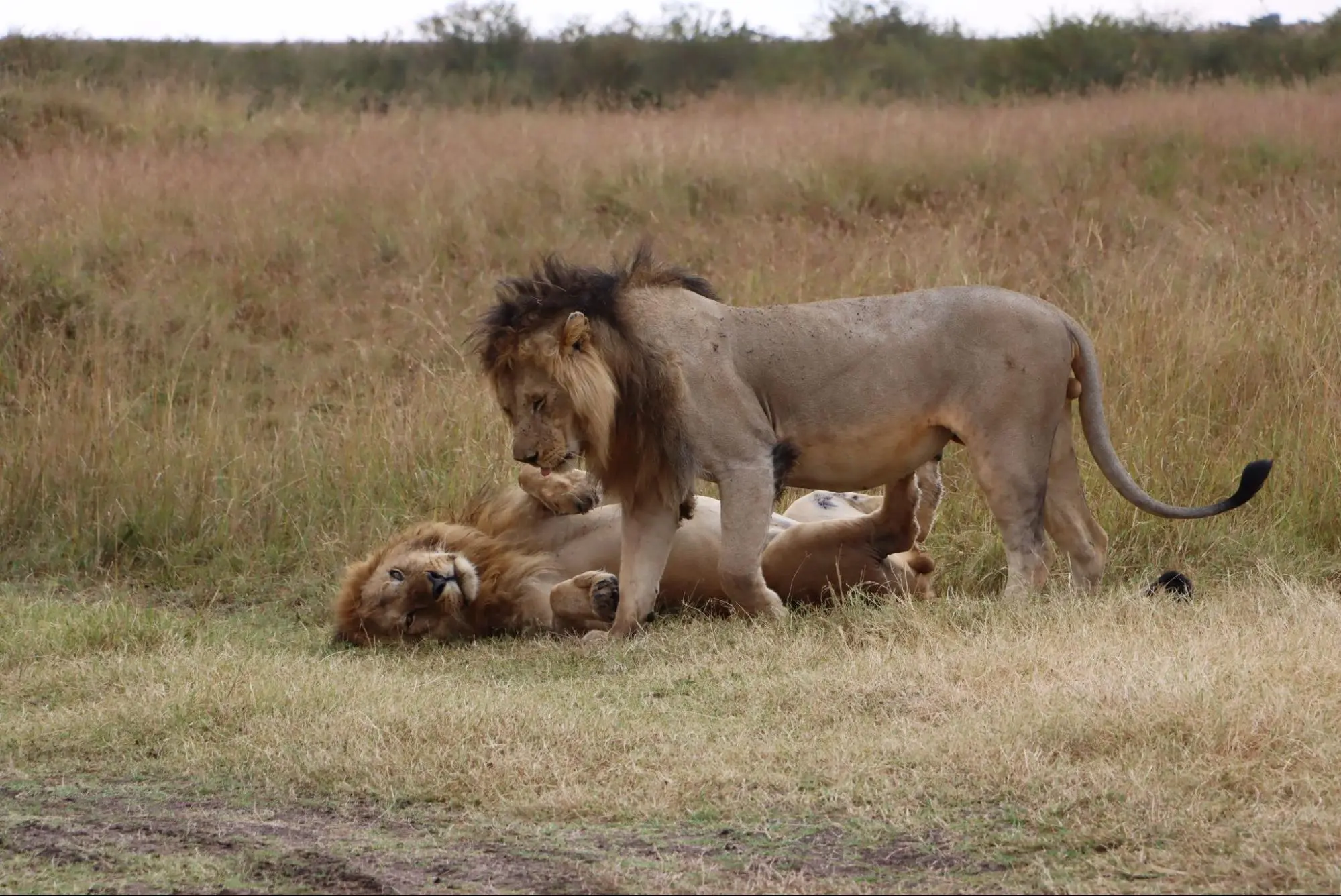 Lions spotted in Masai Mara near the Mara river.