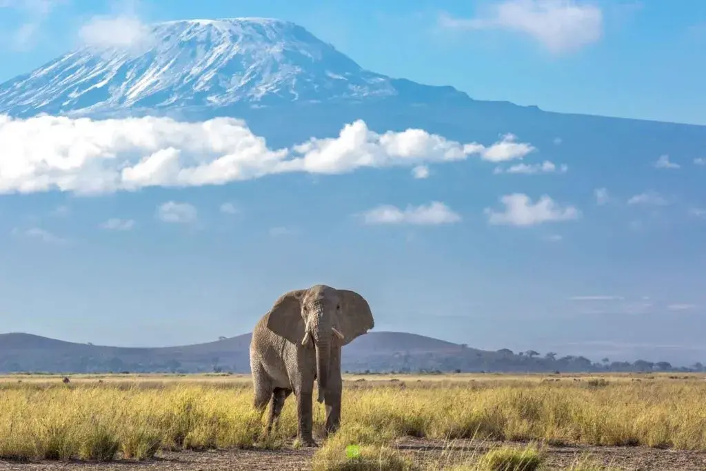 KenyaLuxurySafari.co.uk - Amboseli Elephant