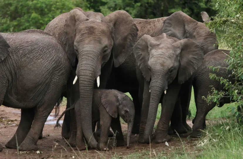 Luxury Kenya Safaris - Elephants during Kenya safari holidays in Masai Mara