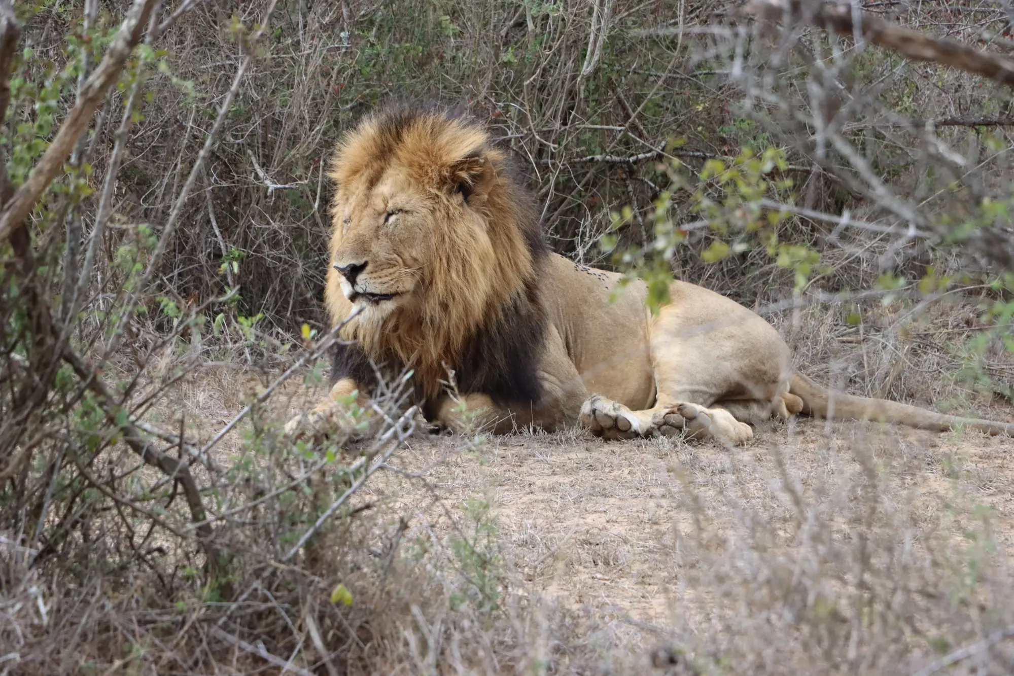 Kenya Luxury safari - Lion in Masai Mara