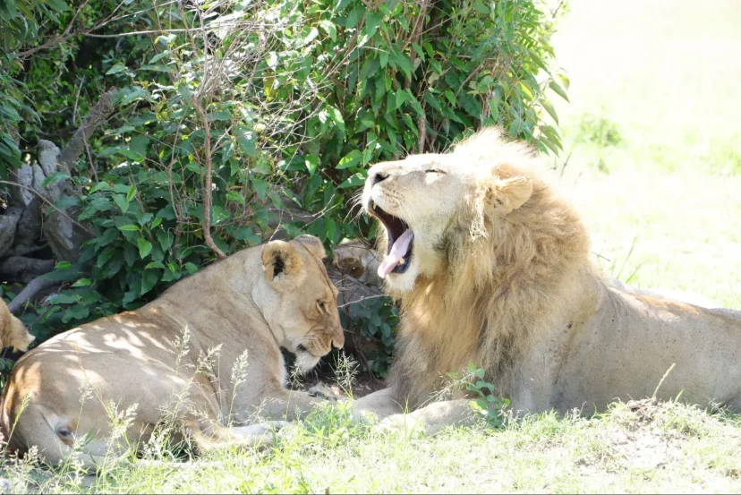 KenyaLuxurySafari.co.uk- Lions