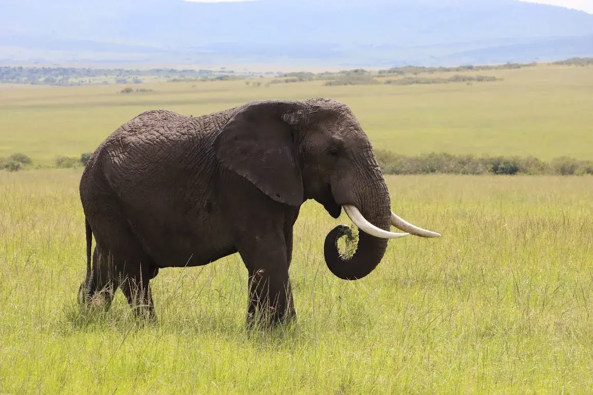 KenyaLuxurySafari.co.uk - Elephant in Mara