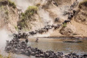 Experiencing Kenya great migration - Wildebeest crossing the Mara River