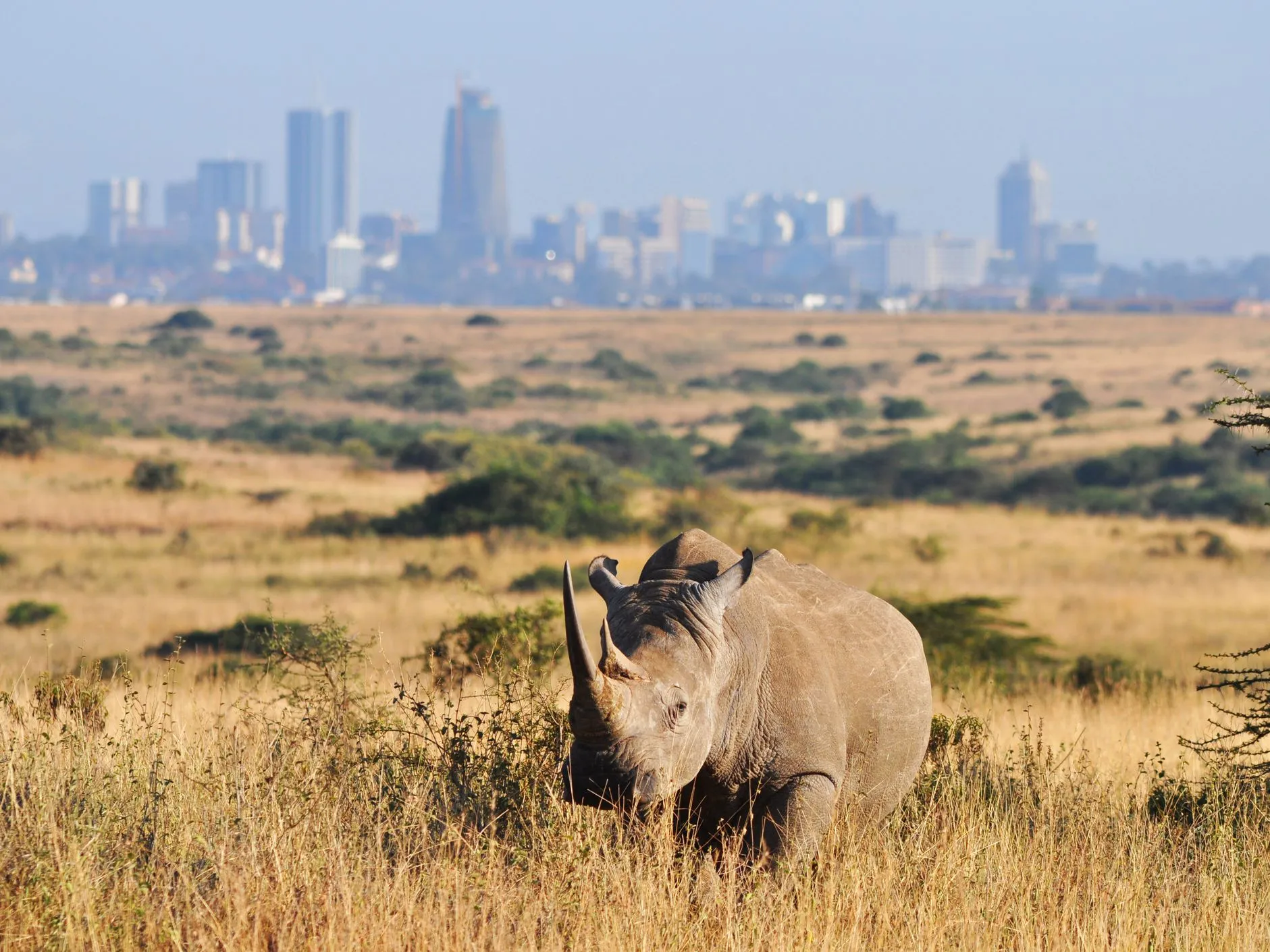 A look into Nairobi National Park charges - a rhino in the Nairobi National Park