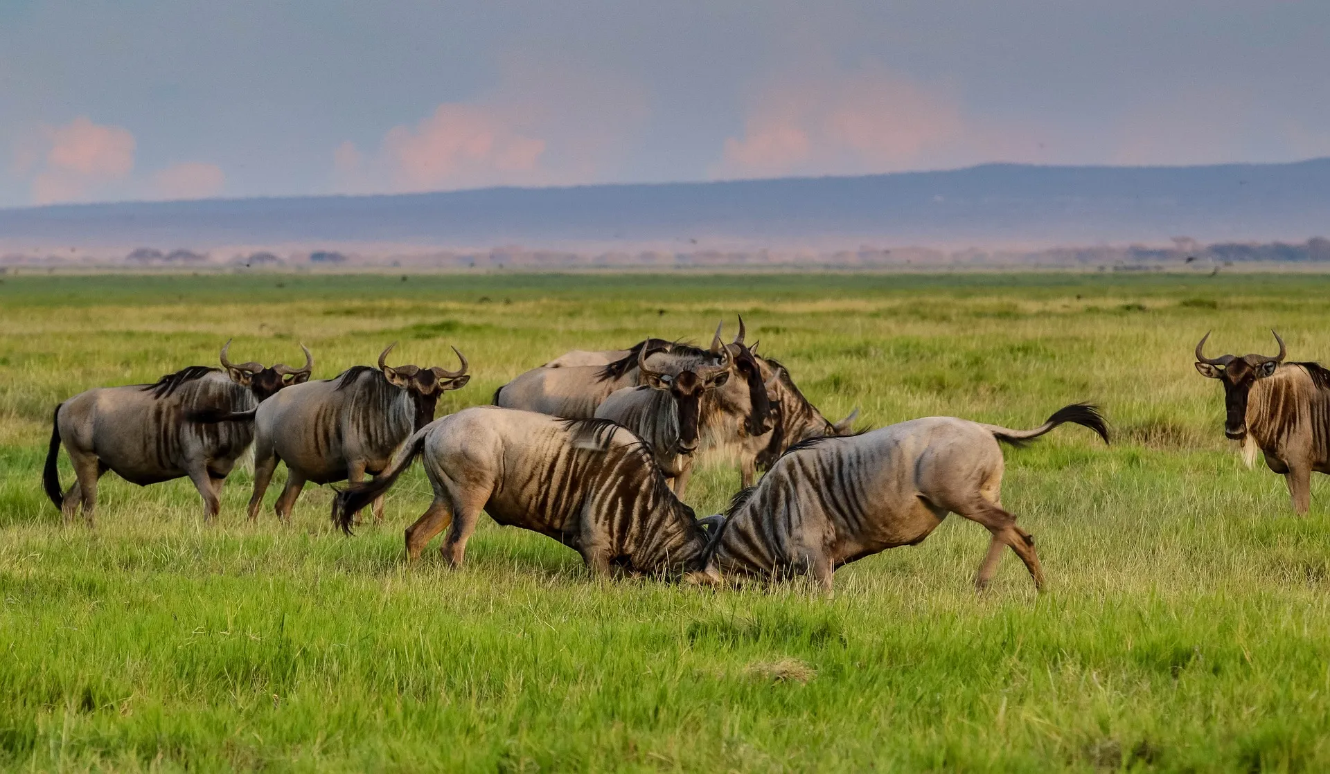 Catching some wildlife action on your 4-day Masai Mara Safari - wildebeest fighting