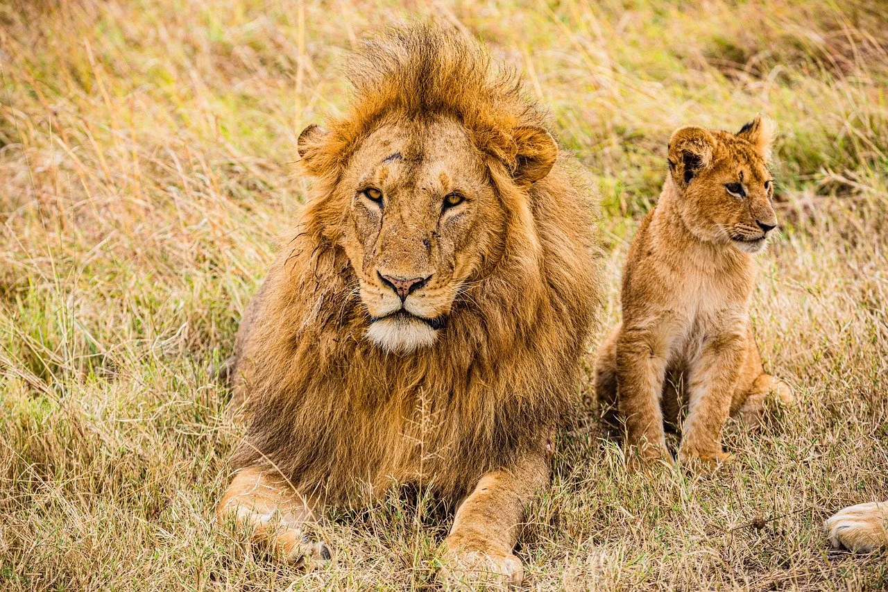 Nairobi National Park: A Safari Within the City