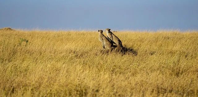 serengeti safari best time to go