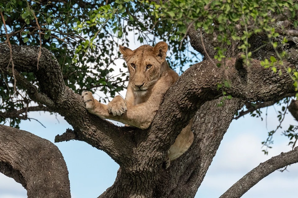 African safari Tanzania