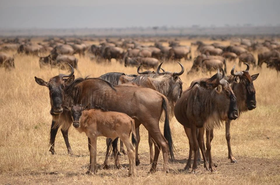 great migration of africa