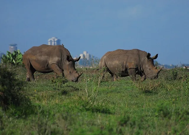 Nairobi what to see