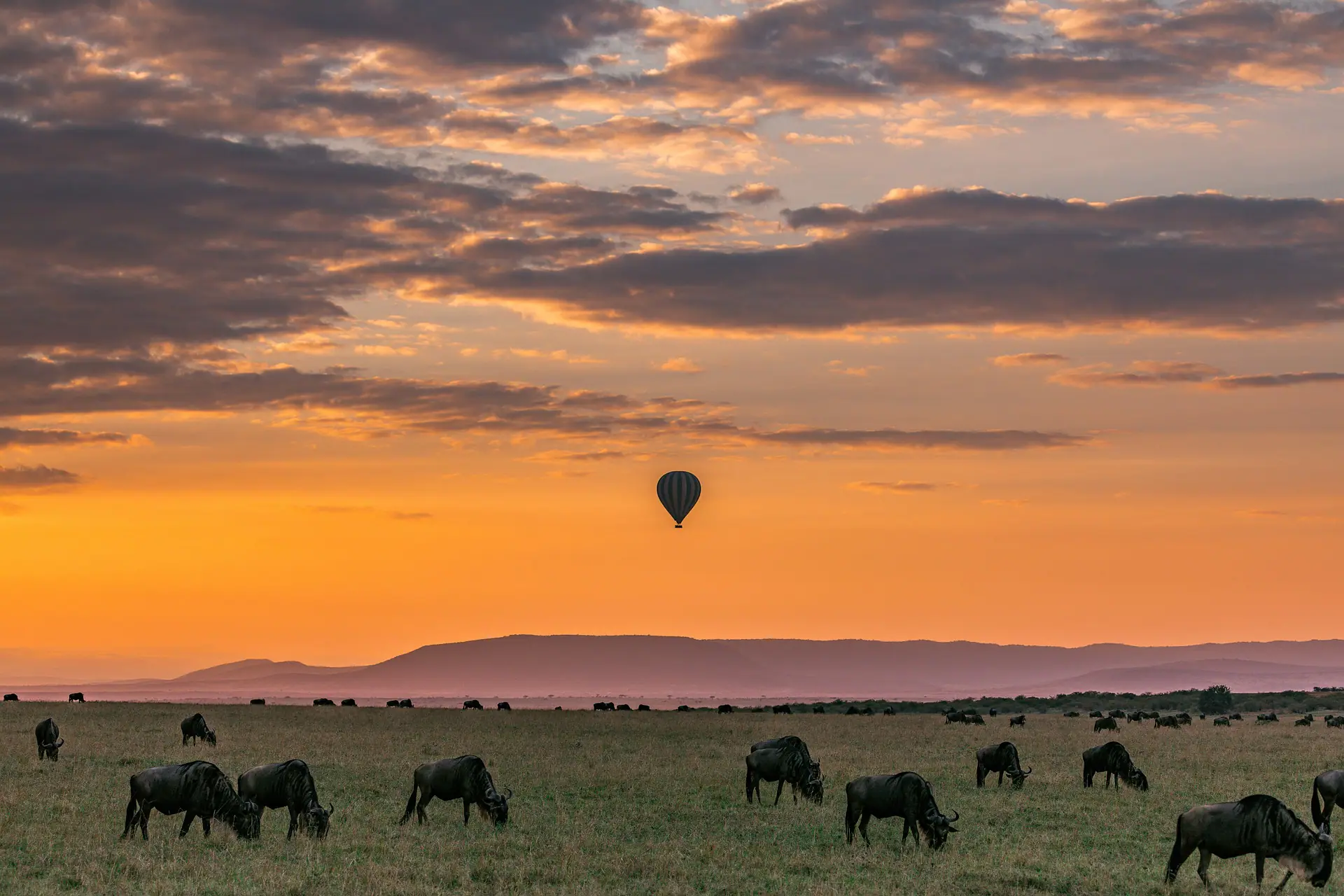 A safari in Masai Mara National Reserve, Kenya, with the great wildebeest migration, the Big Five and other wildlife encounters