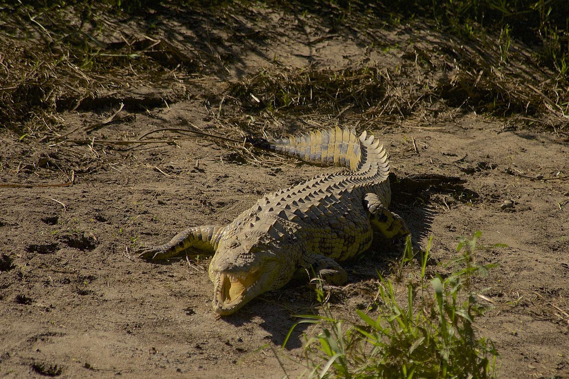 Crocodile in Serengeti conservation area. Western Corridor.