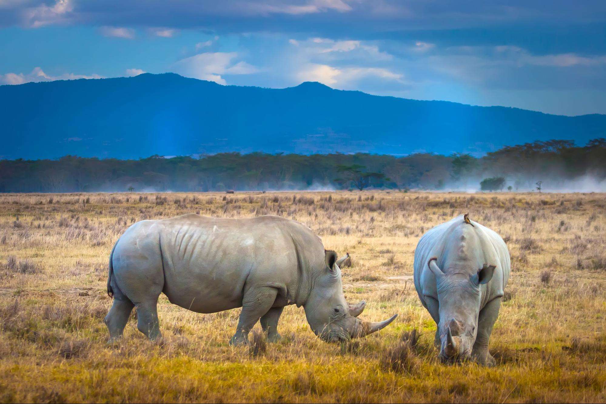 the Big 5- the white and black rhino