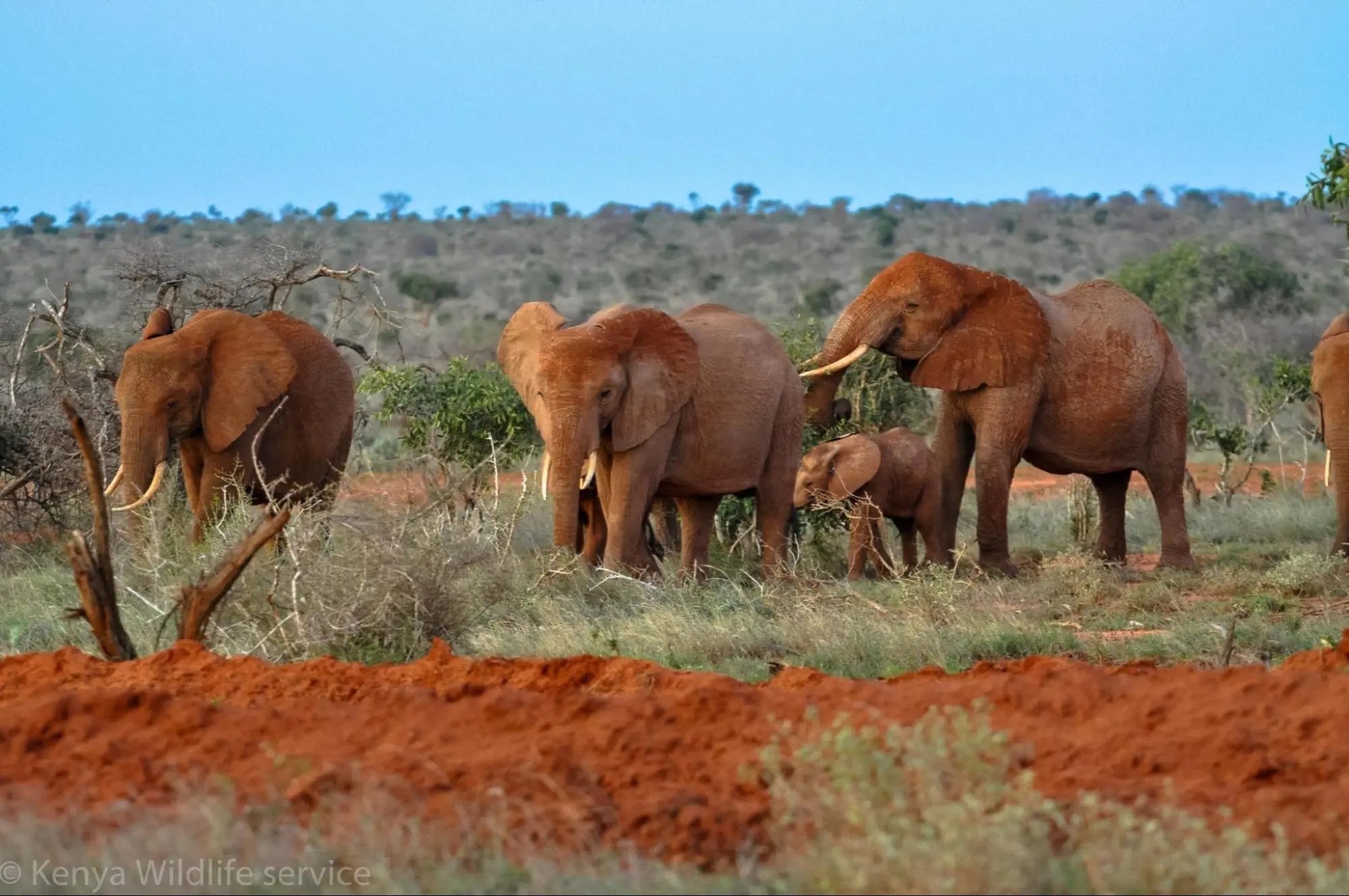 The red elephants of Tsavo National Park