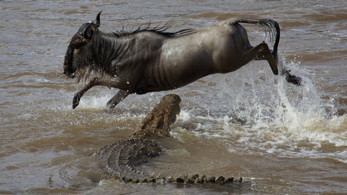 Most popular tourist attractions in Kenya - wildebeest being attacked by a crocodile