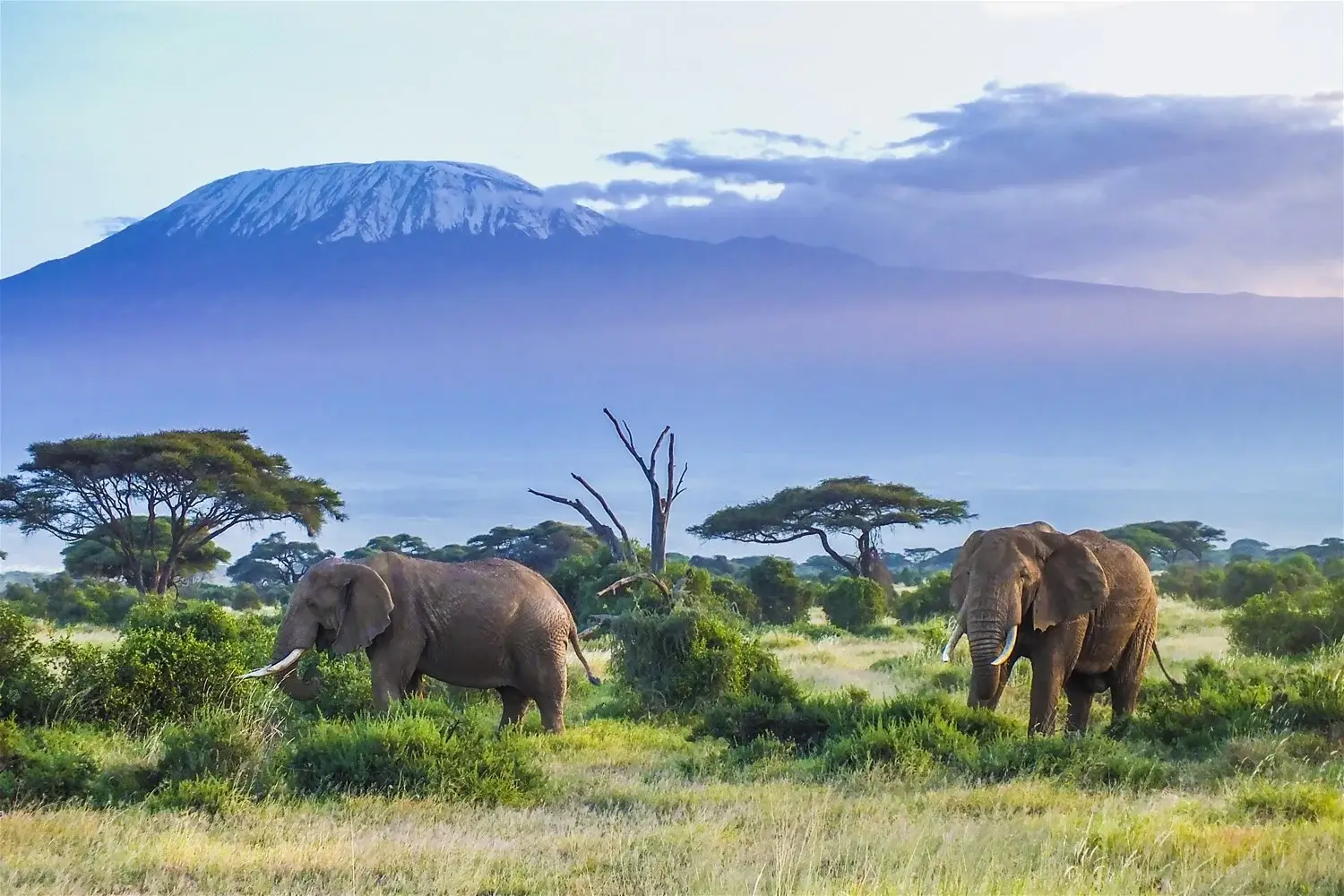 Kenya holiday packages to Amboseli National Park - Two elephants in Amboseli National Park