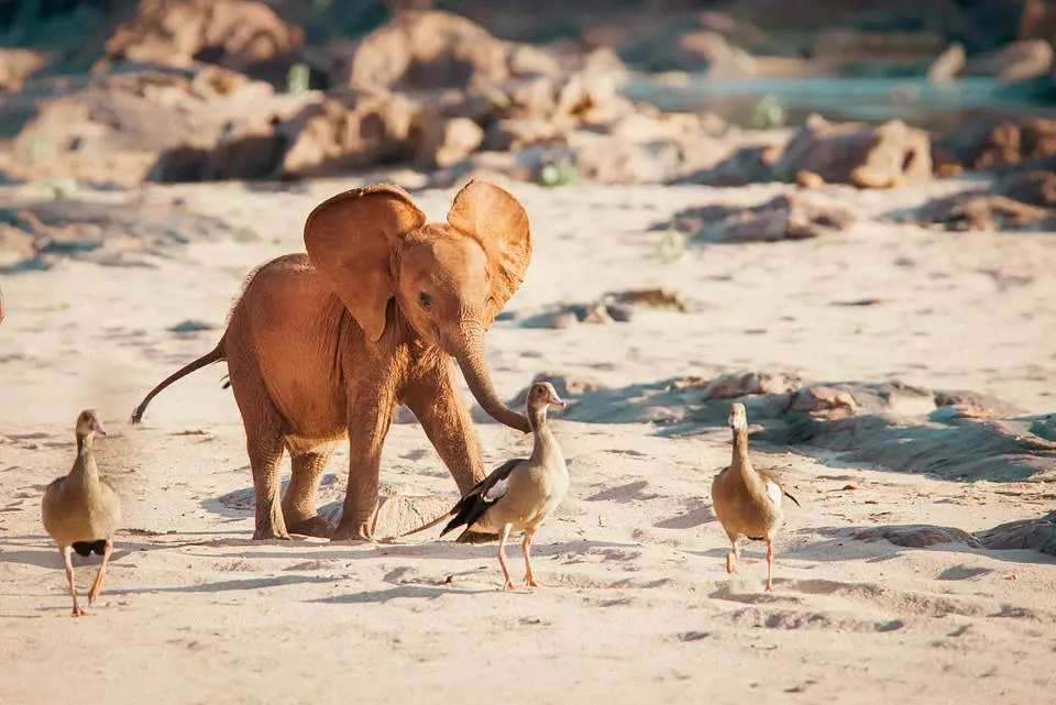 A rescued baby elephant at the Elephant Sanctuary Kenya - a baby elephant playing with birds