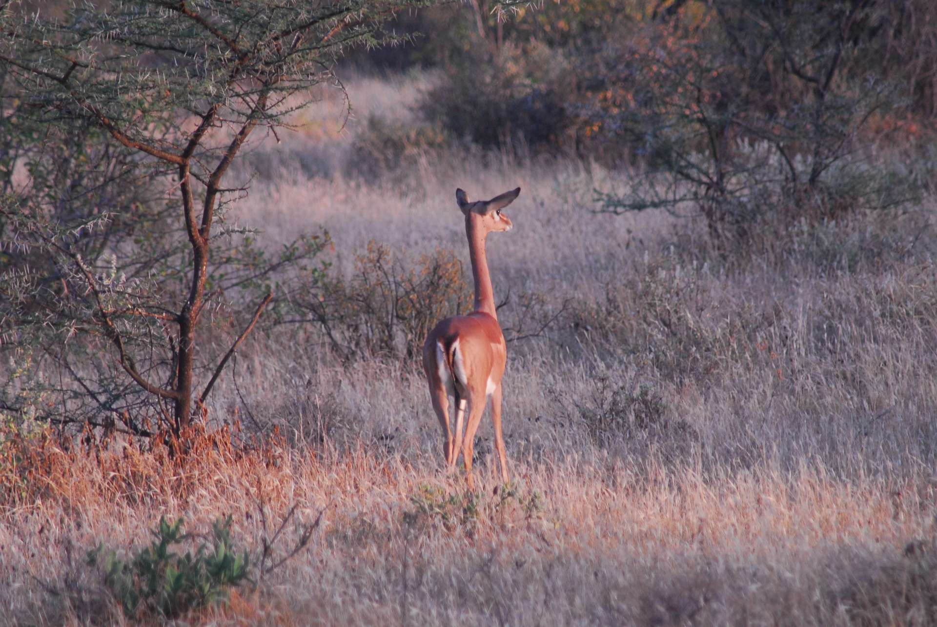 Discovering Shaba