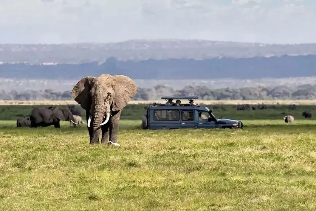 Touring premier parks in Uganda safari - a game drive at Queen Elizabeth National Park