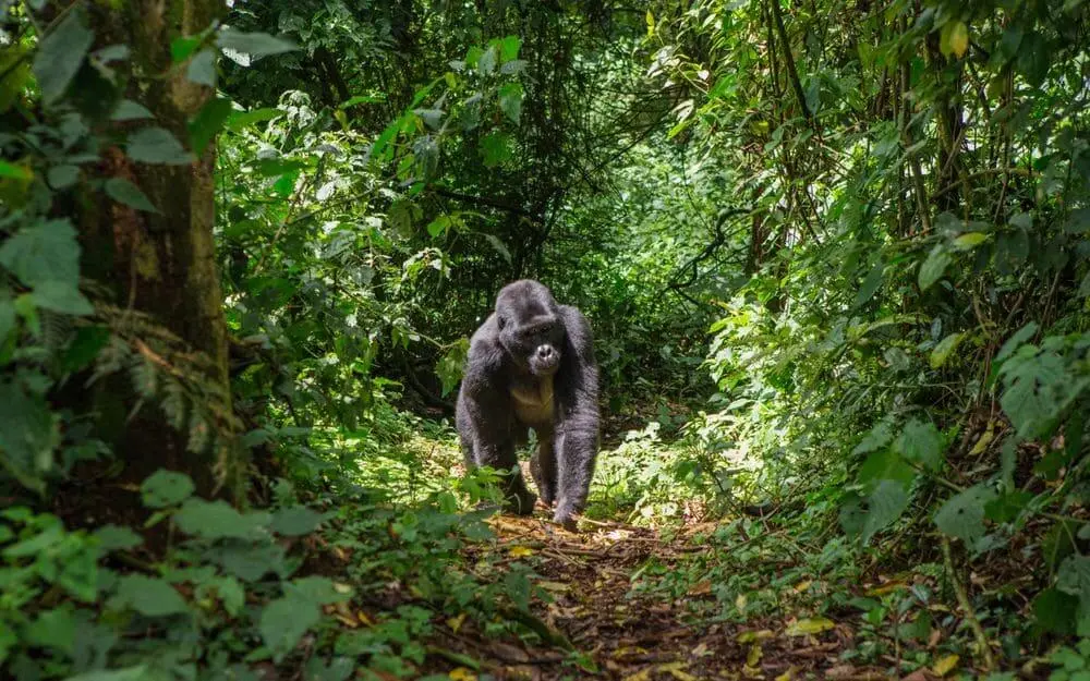 Customising your Uganda gorillas safari - A gorilla walking along a trail