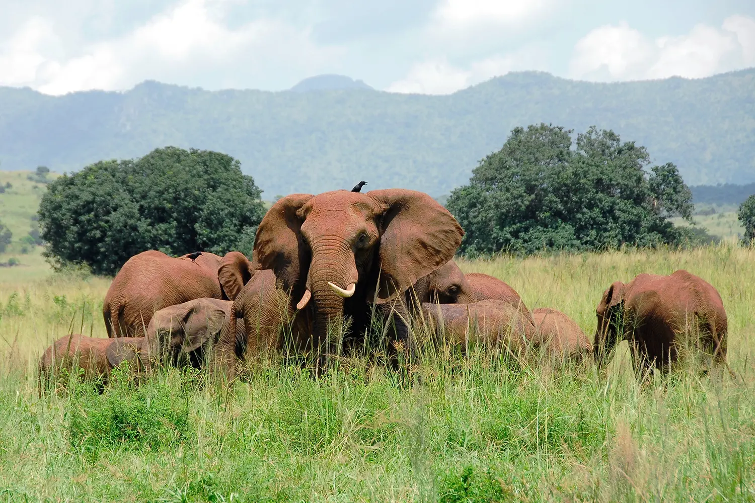 Finding the best safaris in Uganda - A herd of elephants
