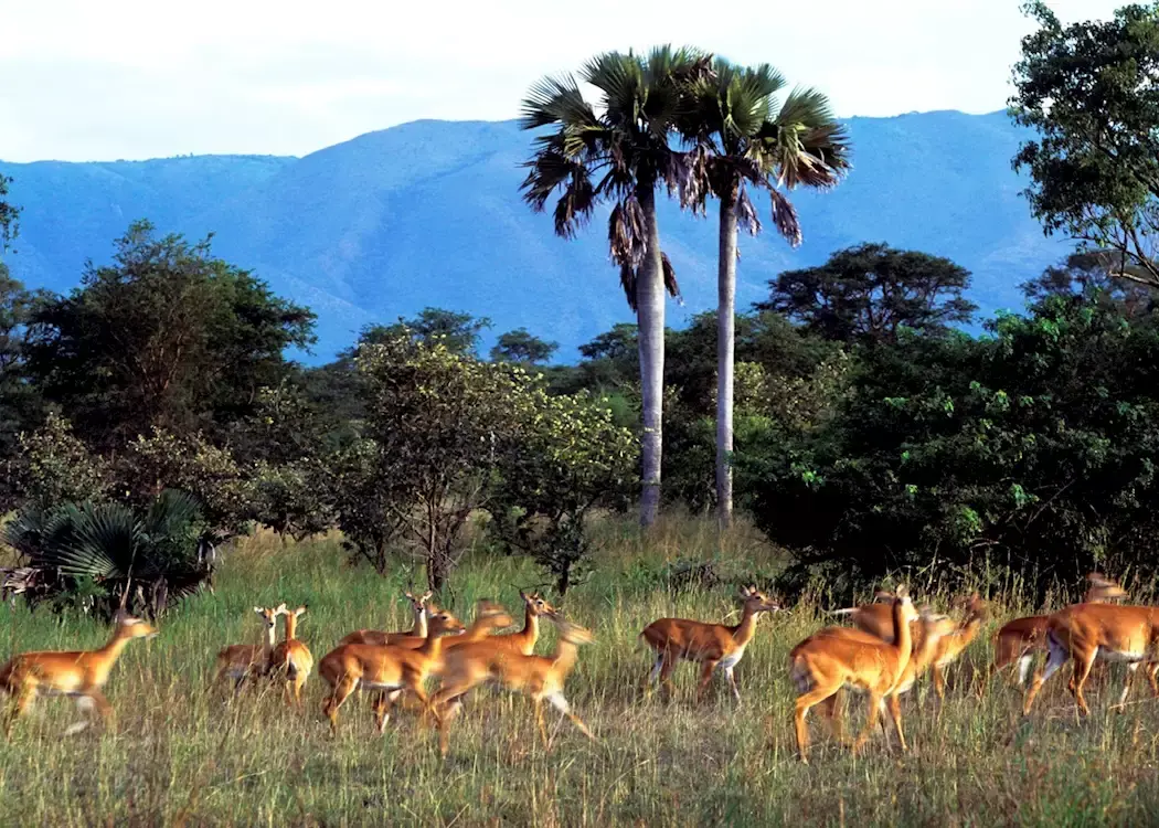 Visiting old wildlife reserves of Africa Uganda - Semliki Wildlife Reserves