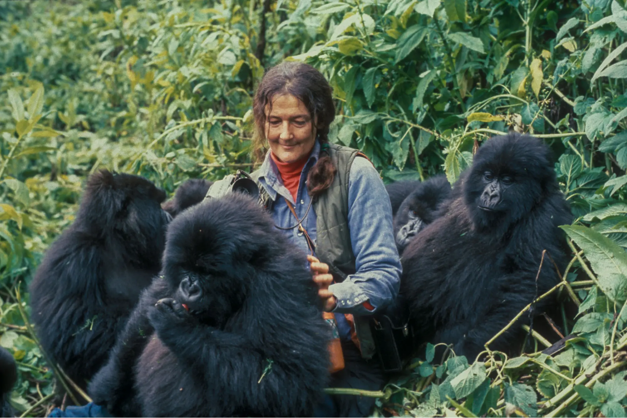 Learning about gorilla conservation on Gorilla tours Rwanda - Dian Fossey with Mountain Gorillas
