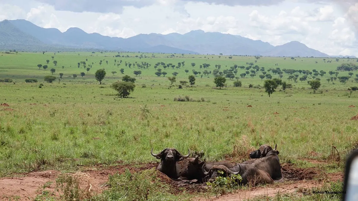 Spotting wildlife in Kidepo Valley National Park - Buffalos at a waterhole