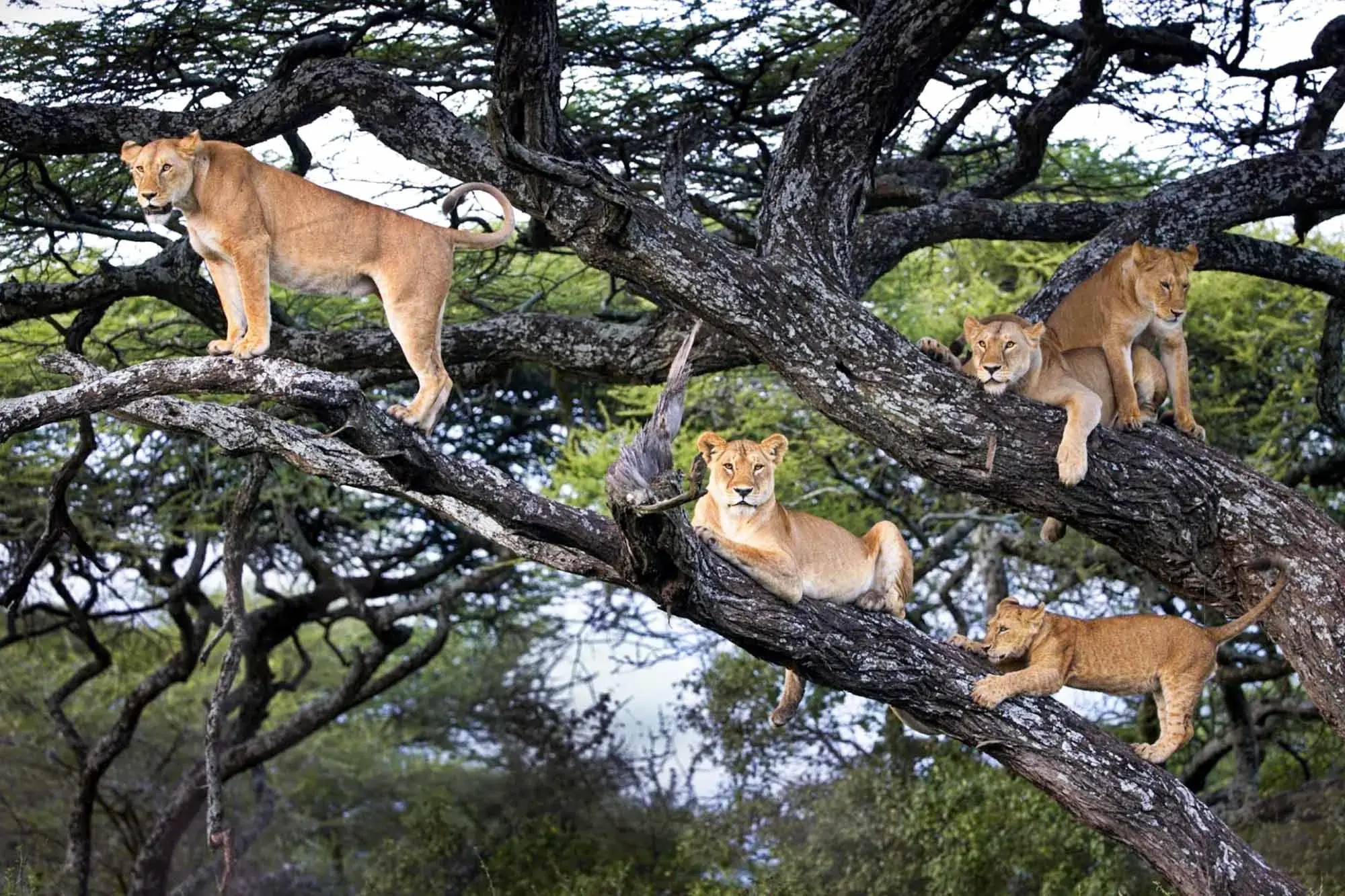 Game drives and gorilla trekking Uganda safaris - lions up a tree