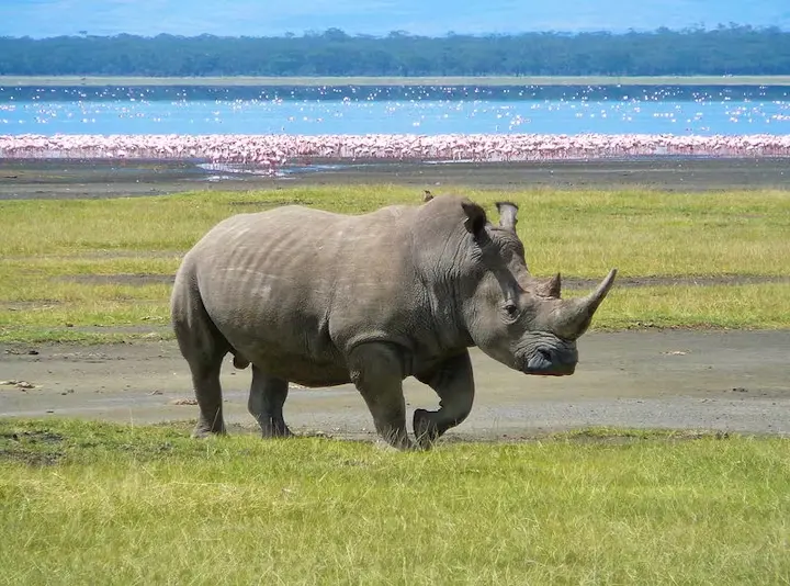 Visiting the world-famous Lake Nakuru National Park - a lone rhino at Lake Nakuru National Park