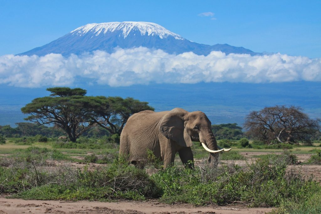 Best places for tourism kenya - a lone elephant in Amboseli