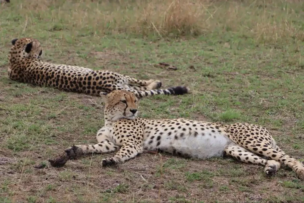 10 days classic Kenya luxury safari tour - cheetah at Masai Mara