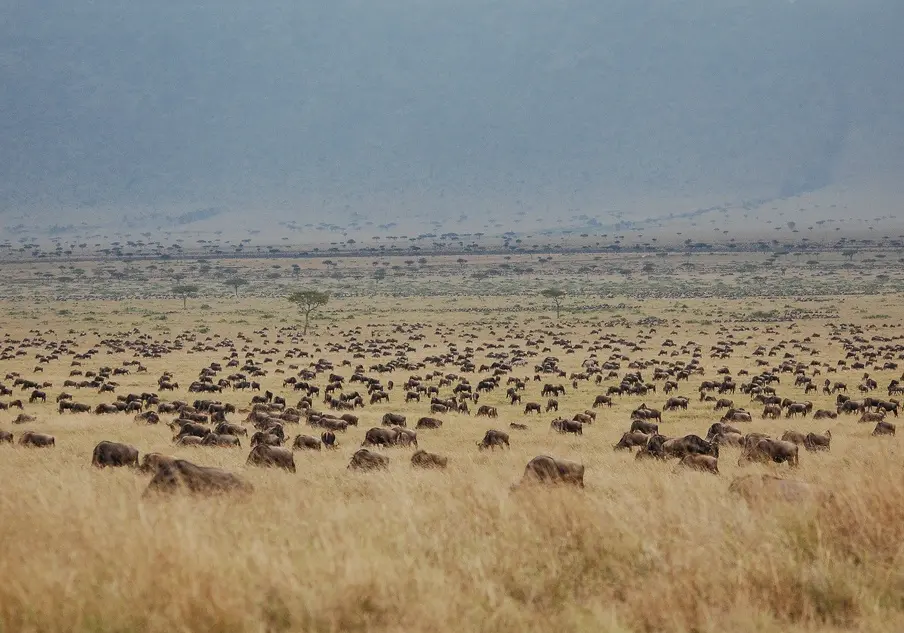 Best time to embark on luxury Kenya safari holidays - herds of wildebeest grazing in Masai Mara