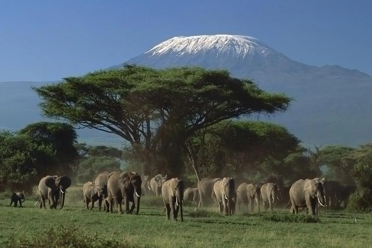 Visiting Amboseli on Safaris near Nairobi Kenya - a herd of elephants