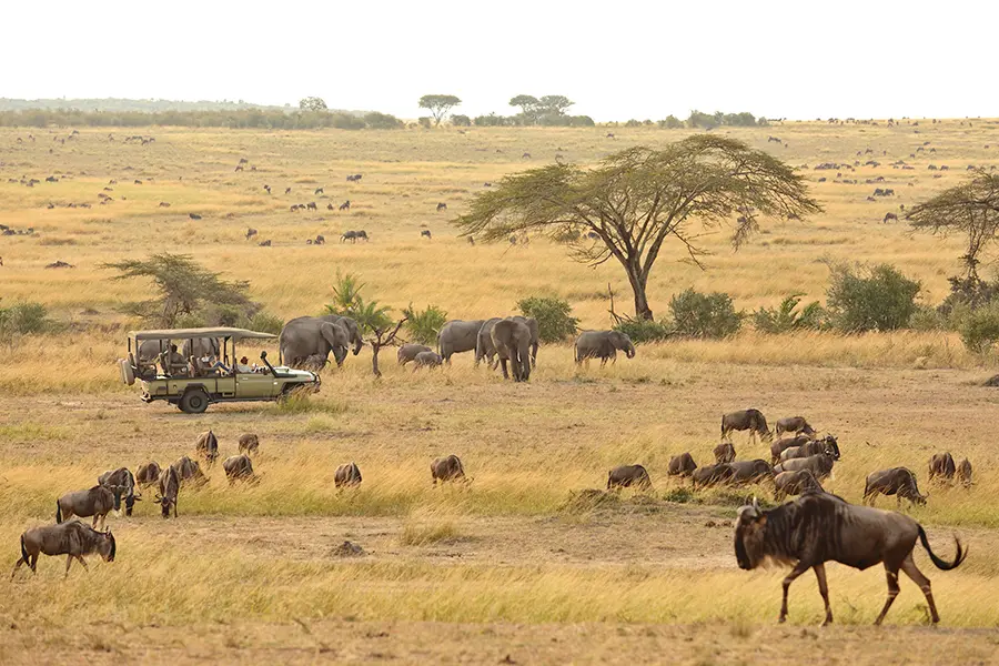 Serengeti family safari packages