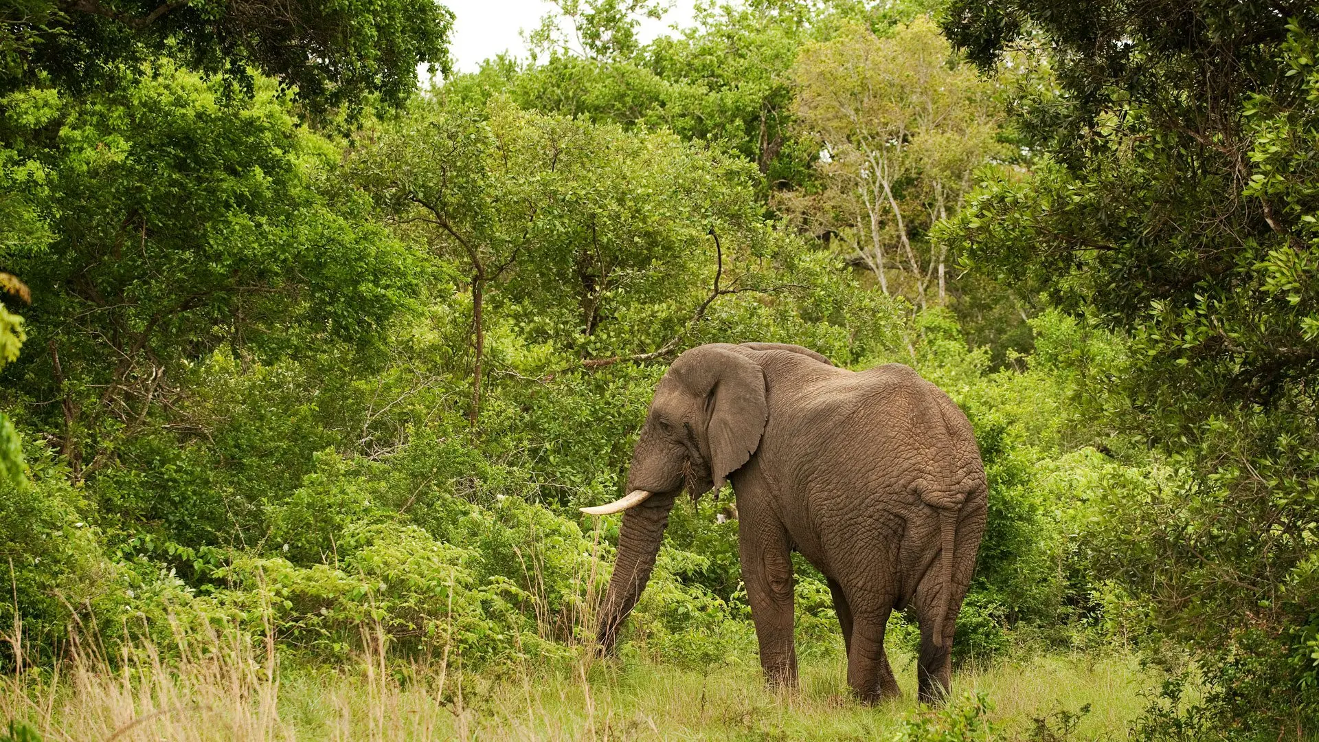 Elephant migration in Tarangire National Park