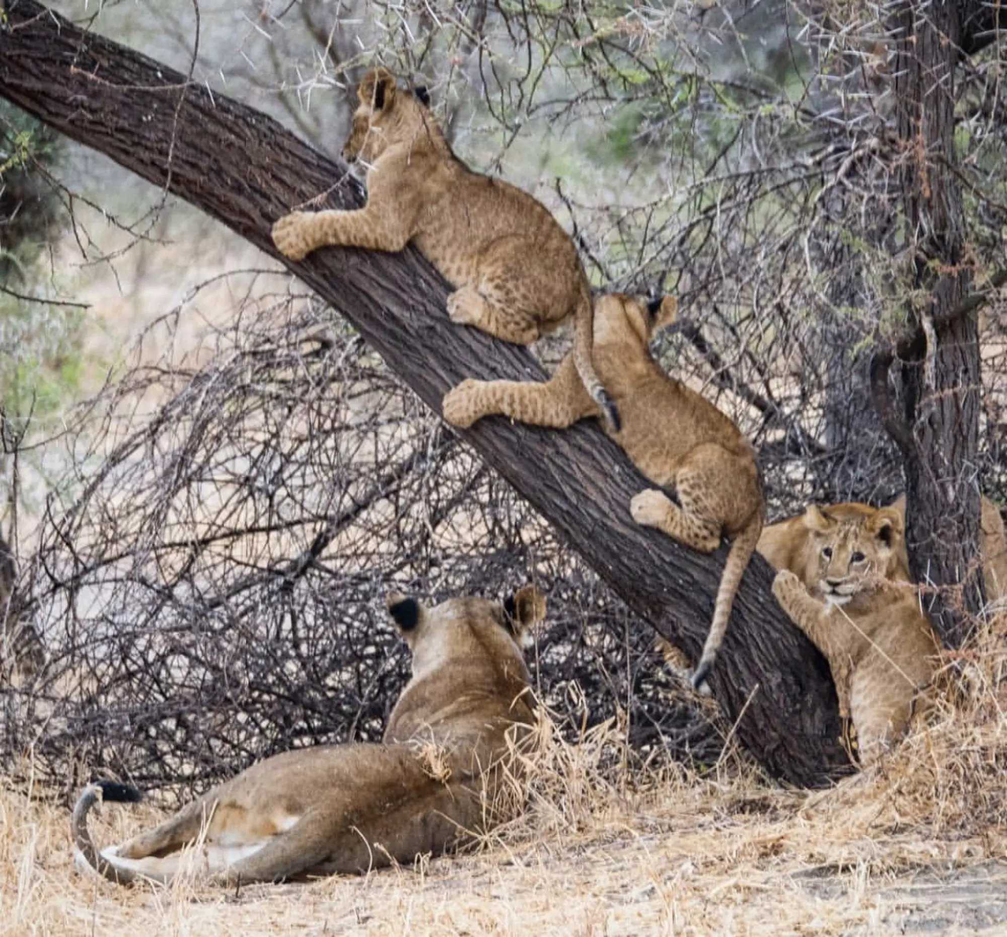 Lions spotted near Chem Chem safari Lodge