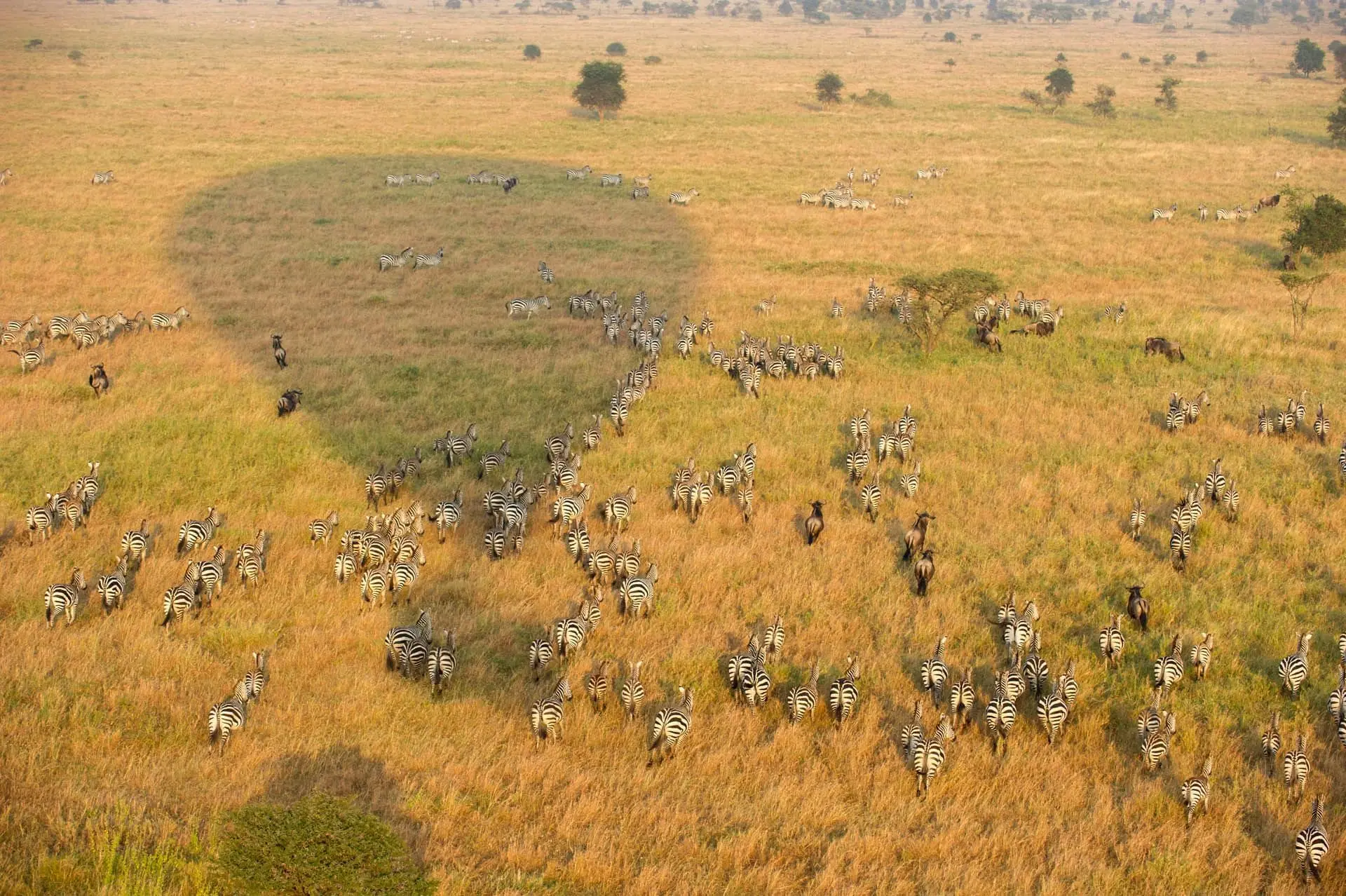 Safari holidays to Serengeti - Aerial view of the Serengeti from a hot air balloon safari