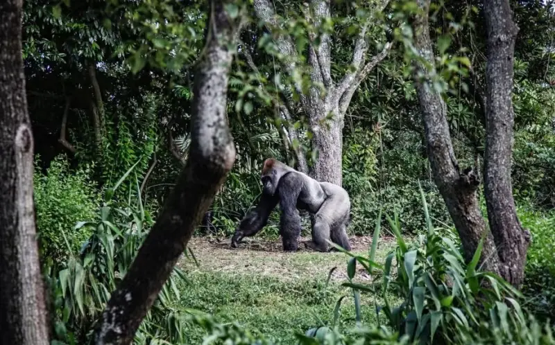 Planning the best gorilla trekking in Uganda - a Male Gorilla walking majestically in Bwindi Forest