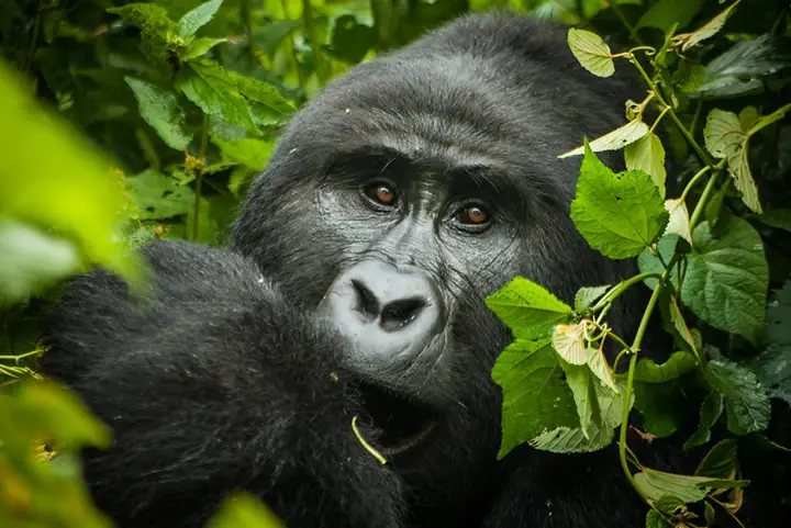 What you need to know when Gorilla trekking Rwanda - A mountain gorilla in Volcanoes Park
