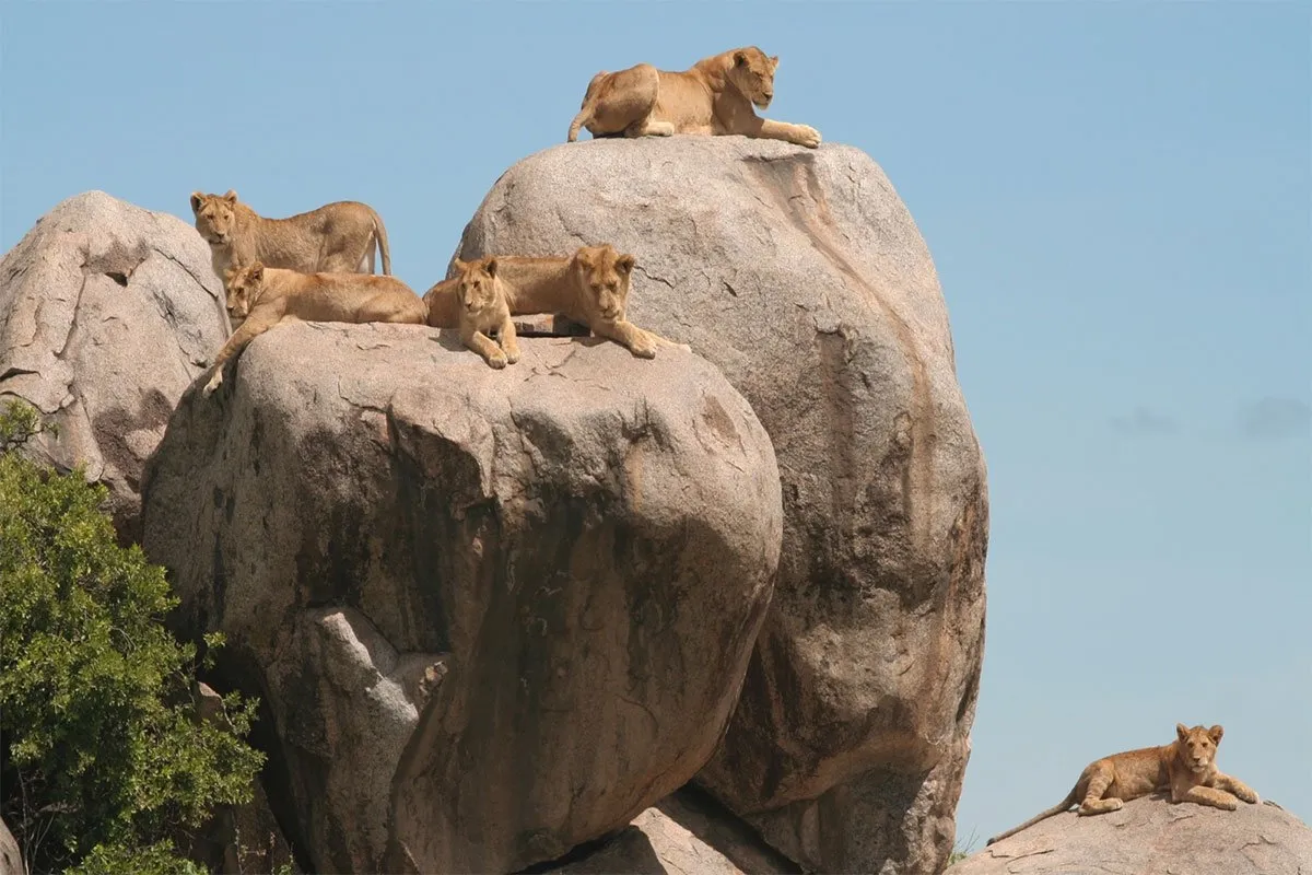 Great Migration Masai Mara & Serengeti - A pack of lions at Simba Kopje, Serengeti